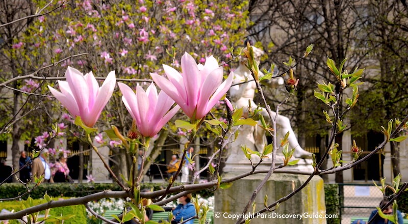Magnolias blooming in Jardin du Palais Royal during early April Magnolias blooming in Jardin du Palais Royal during early April