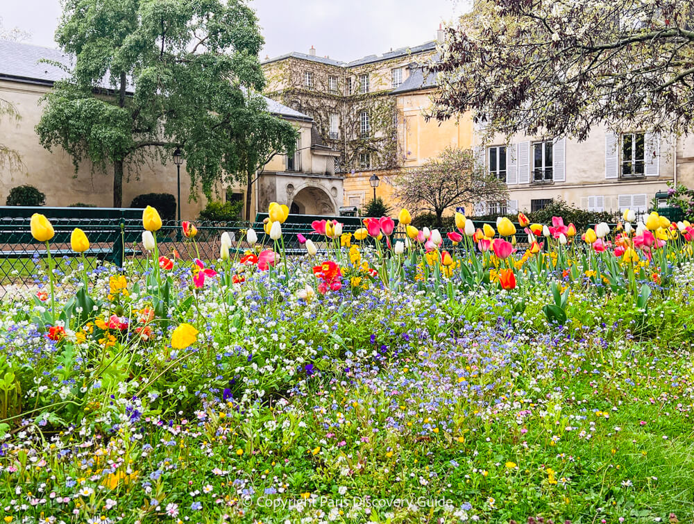 Poppies and tulips in Square Leopold Achille on Rue Payenne near Musee Picasso