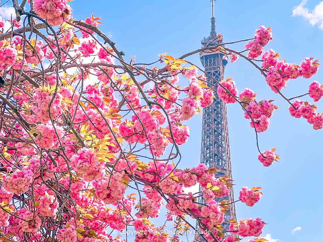 The Eiffel Tower & cherry blossoms viewed from Trocadero Gardens