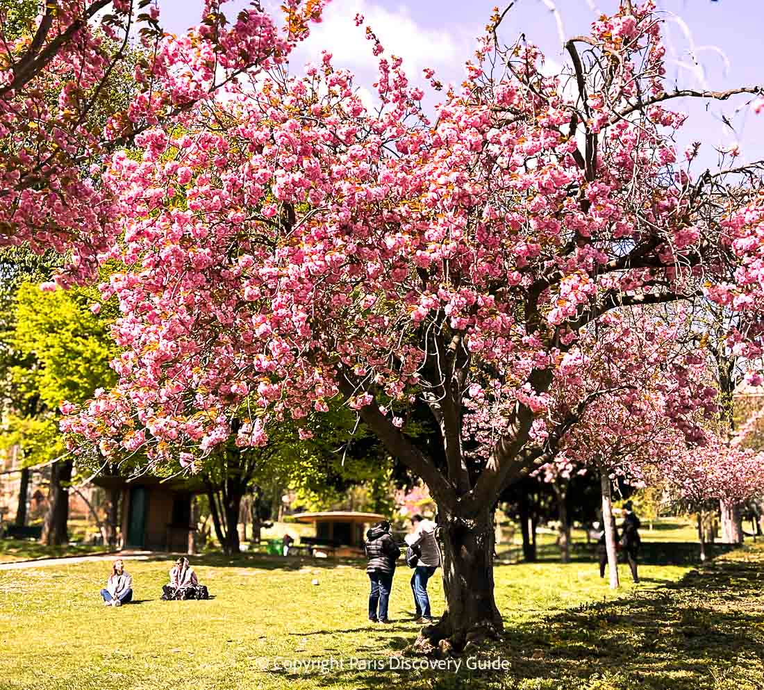 Cherry blossoms in Trocadero Gardens