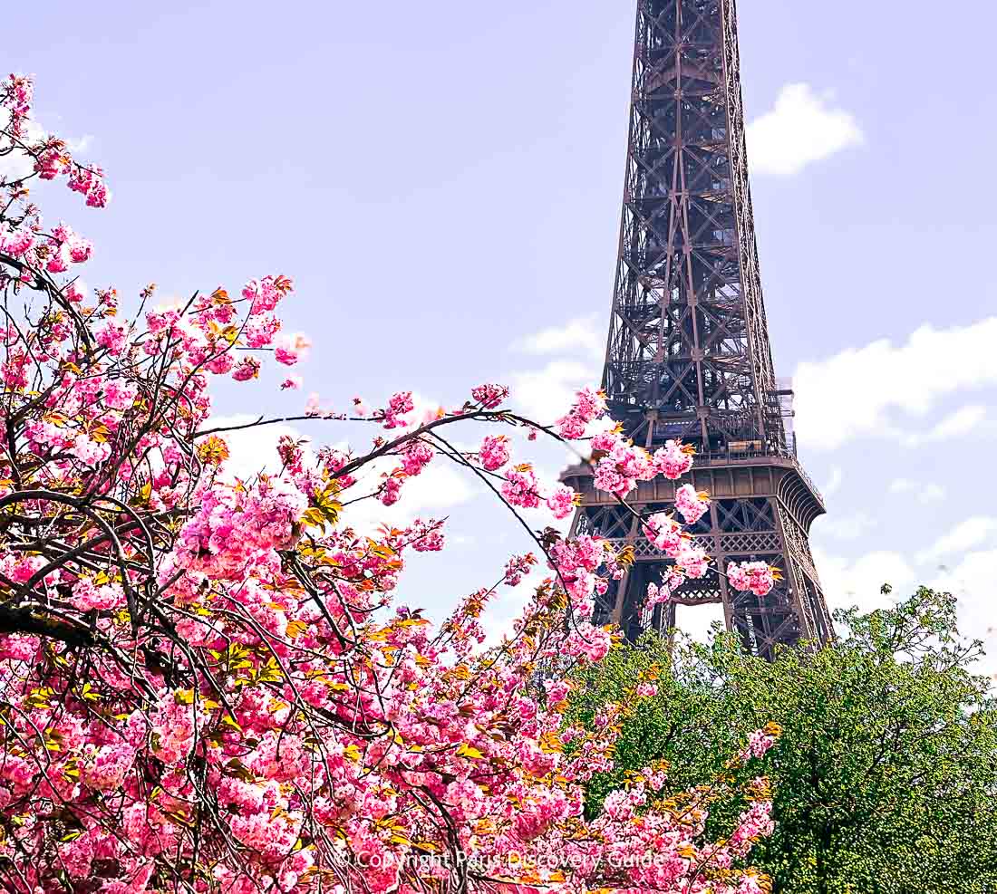 Kwanzan cherry blossoms in Jardins du Trocadéro with the Eiffel Tower in the background