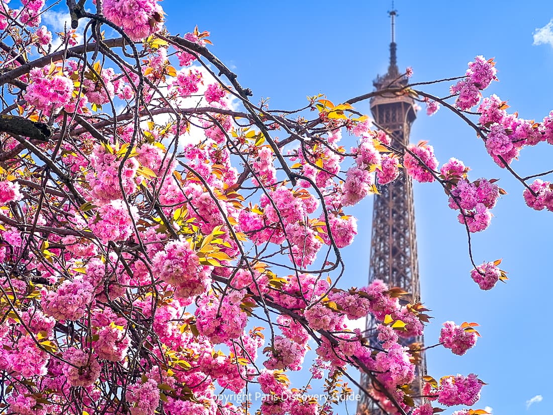 View of the Eiffel Tower from Trocadero during April when cherry trees bloom View of the Eiffel Tower from Trocadero during April when cherry trees bloom