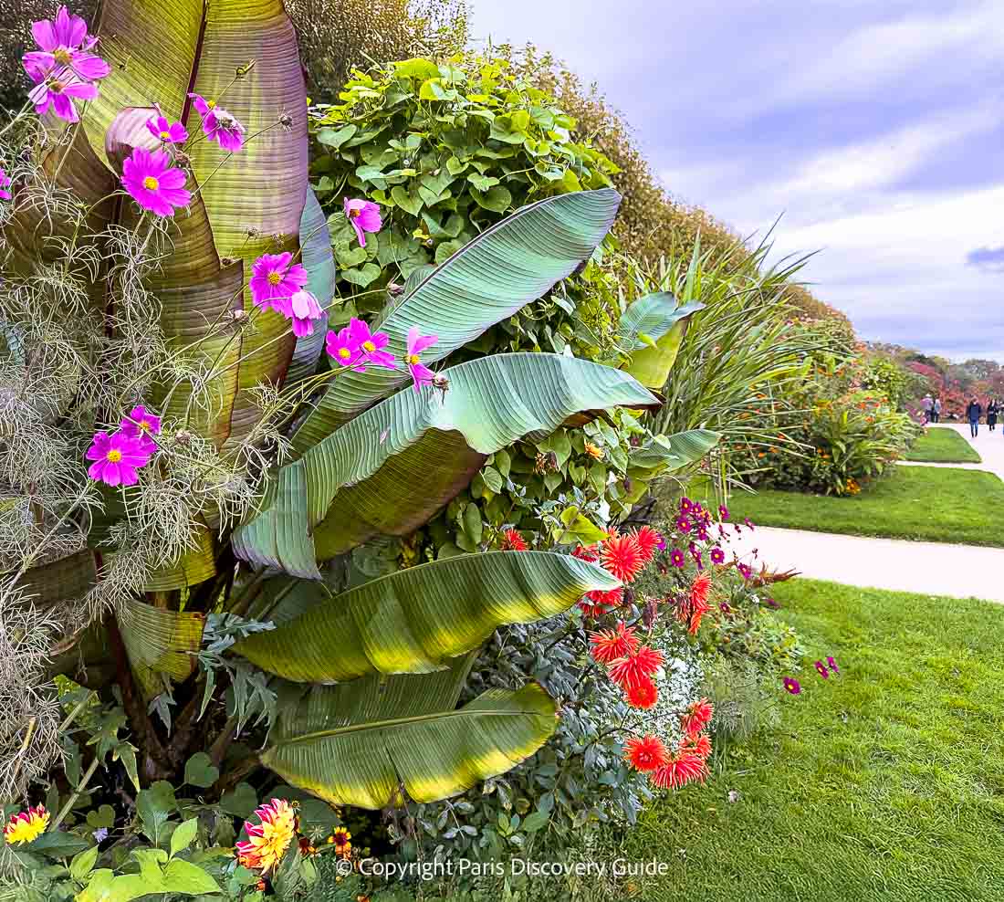Dahlias and cosmos steal the show in the Botanical Garden