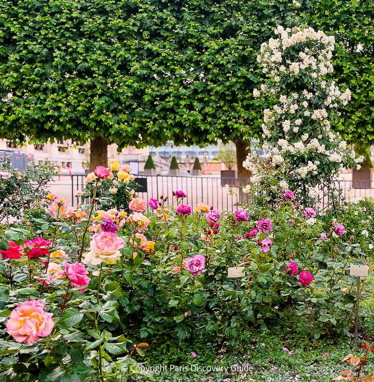 Assorted varieties of pink, apricot, yellow, and white roses in the Jardin des Plantes Assorted varieties of pink, apricot, yellow, and white roses in the Jardin des Plantes