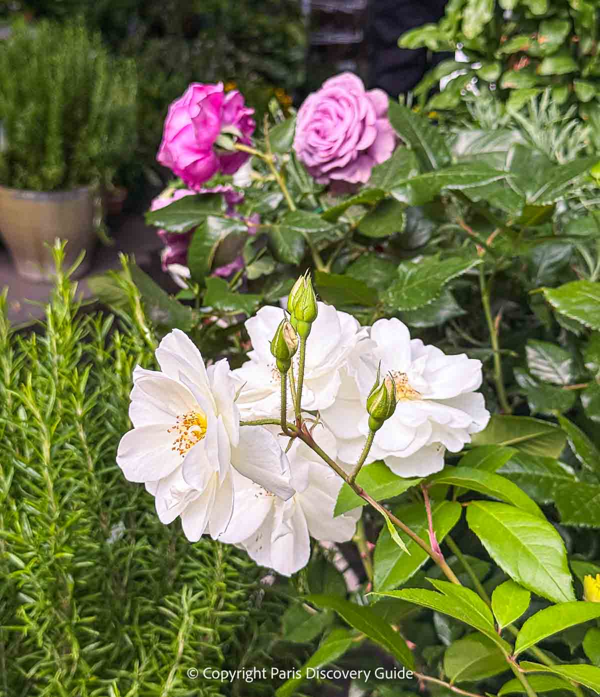 White and pink rose bushes nestled among pots of rosemary in Marché aux Fleurs White and pink rose bushes nestled among pots of rosemary in Marché aux Fleurs