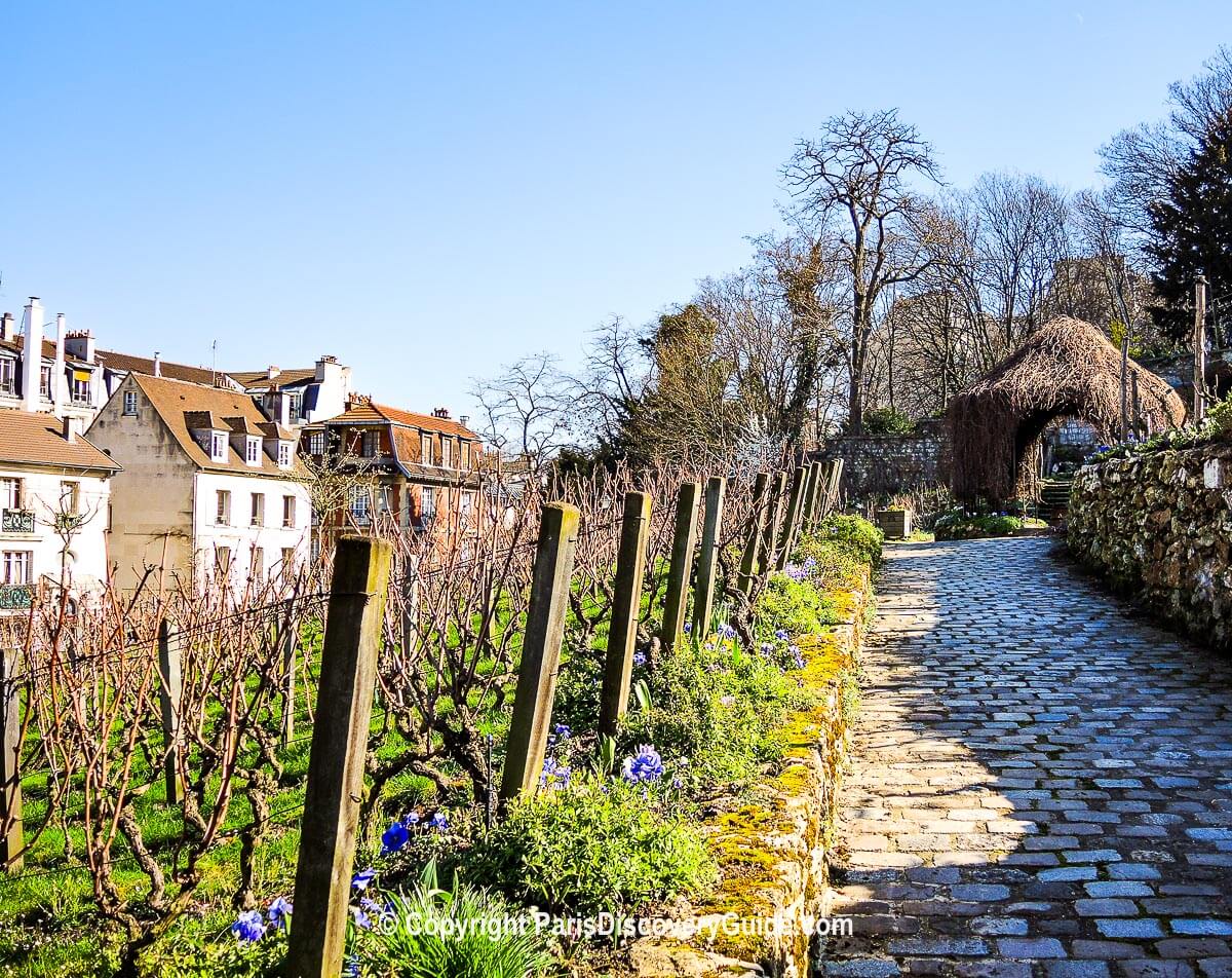 Vineyard behind the Montmartre Museum near Odalys City Paris Montmartre