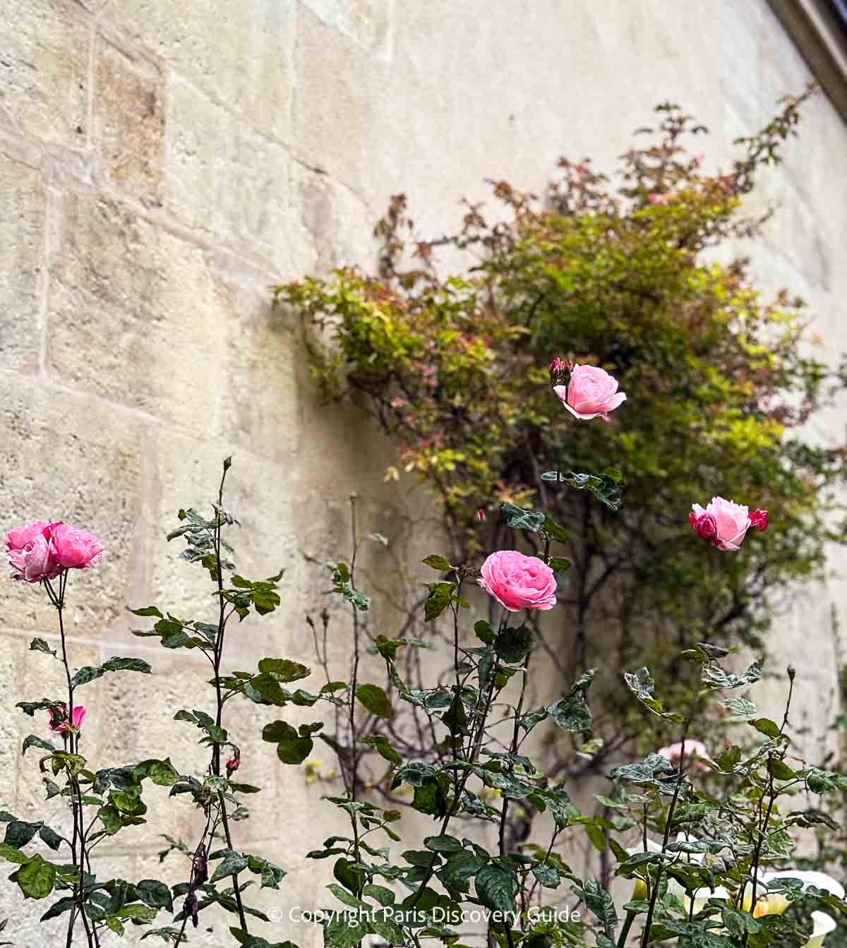 Apricot roses blooming in late June in Jardin du Anne Frank Apricot roses blooming in late June in Jardin du Anne Frank