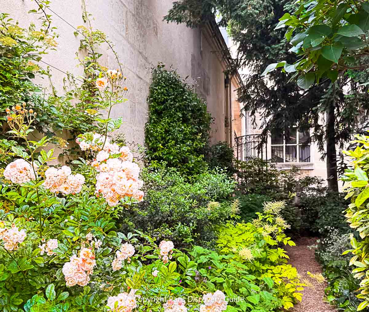Apricot roses blooming in late June in Jardin du Anne Frank Apricot roses blooming in late June in Jardin du Anne Frank