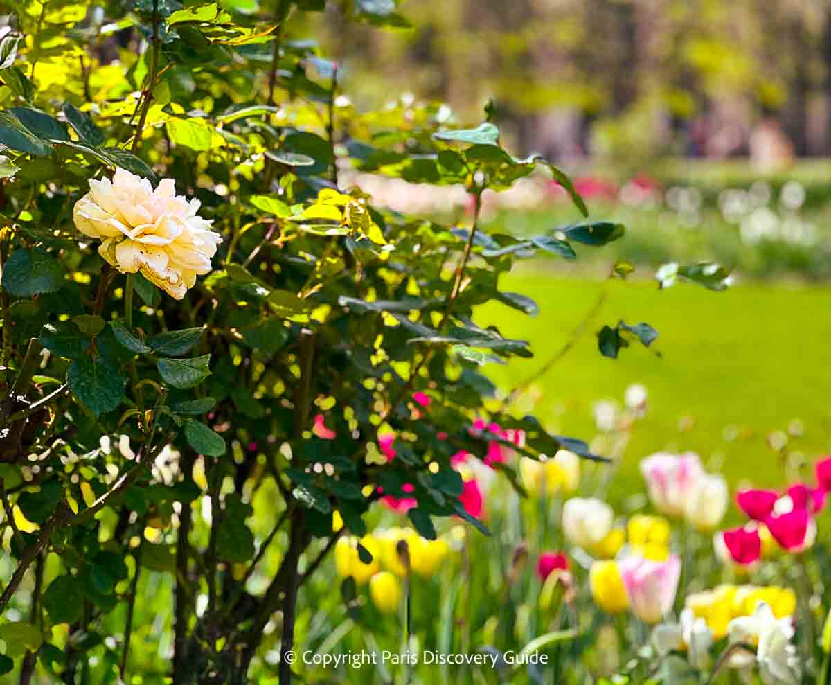 Pale pink roses in Jardin du Palais Royal Pale pink roses in Jardin du Palais Royal