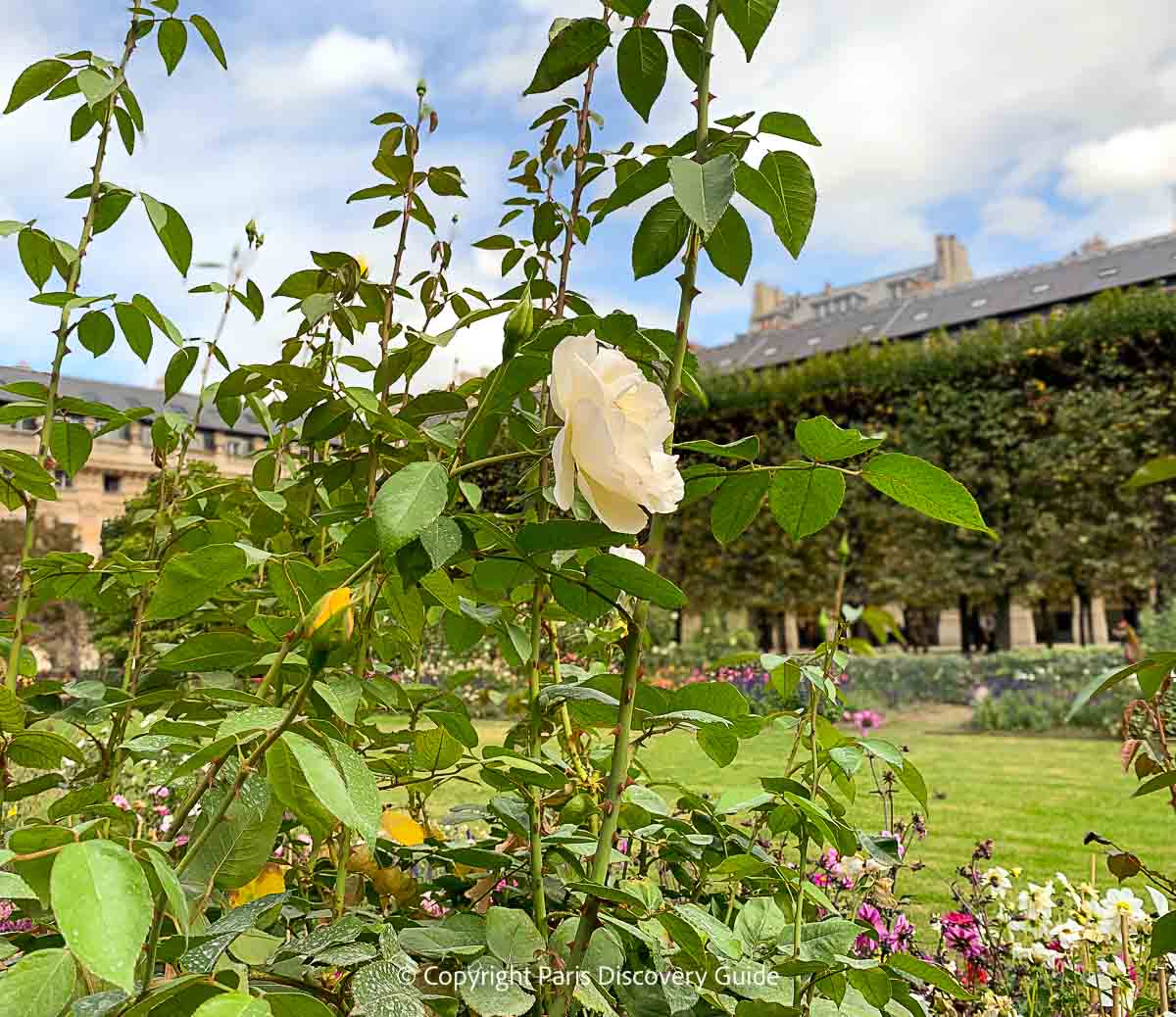 Pale pink roses in Jardin du Palais Royal Pale pink roses in Jardin du Palais Royal