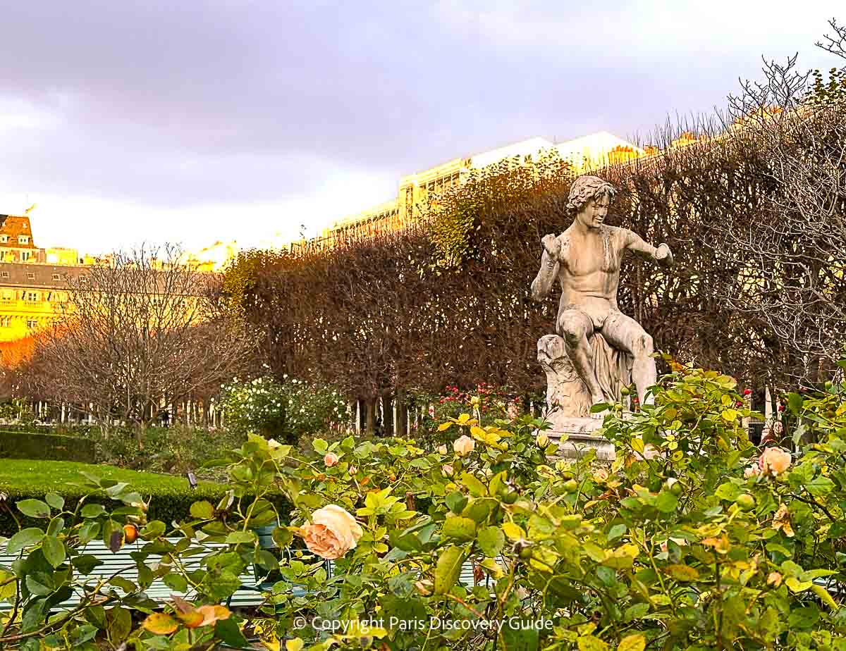 Jardin du Palais Royal in late December, with white, pink, and cream-colored roses still in bloom Jardin du Palais Royal in late December, with white, pink, and cream-colored roses still in bloom