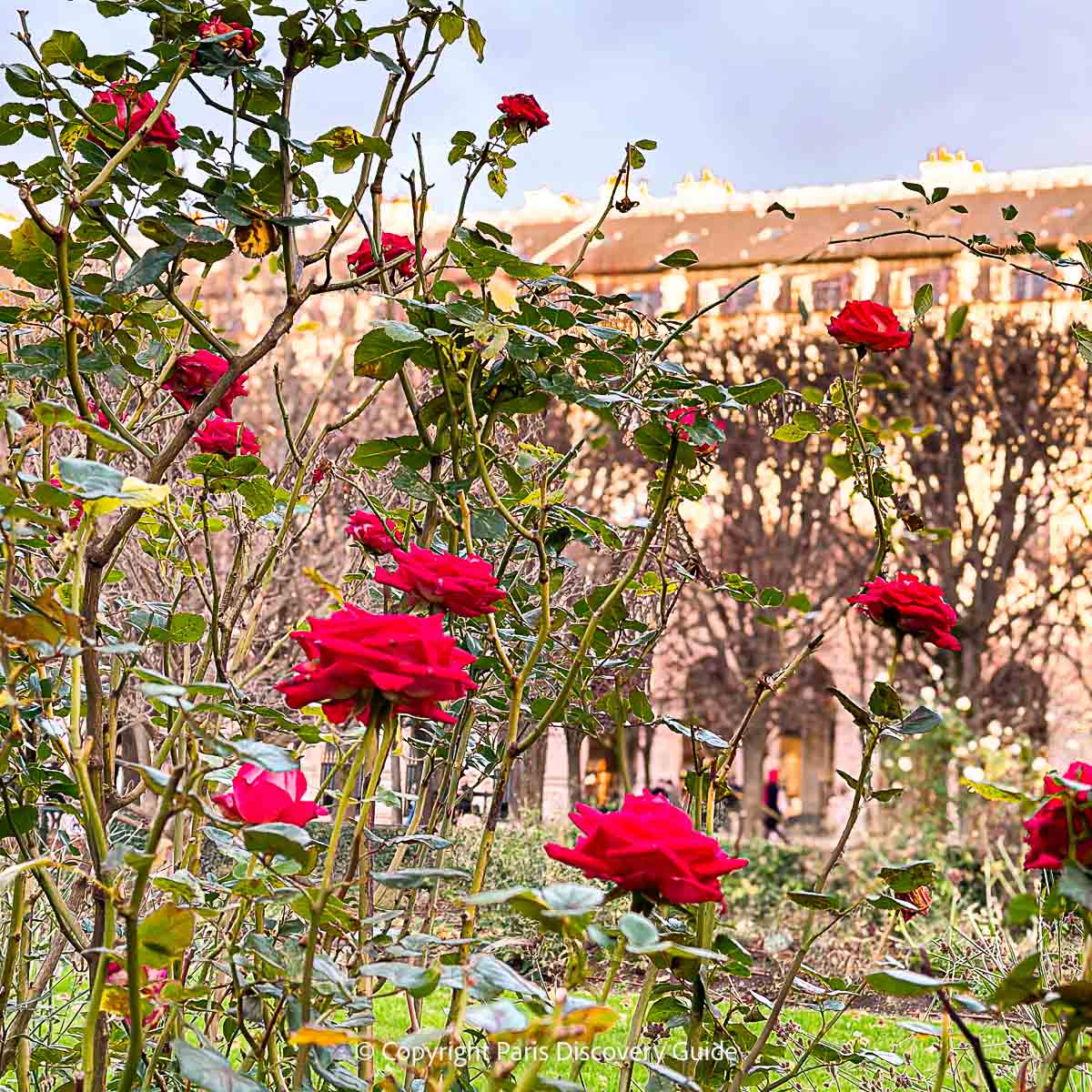 Pale pink roses in Jardin du Palais Royal Pale pink roses in Jardin du Palais Royal