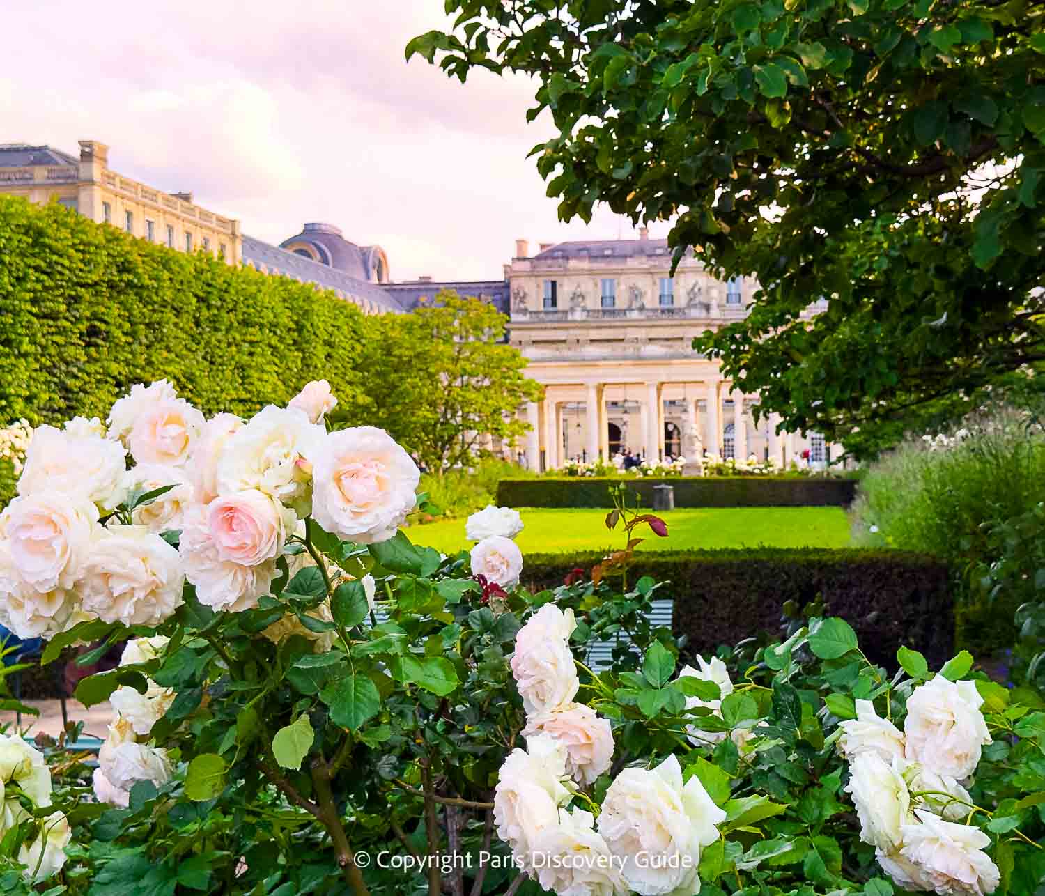 Pale pink roses in Jardin du Palais Royal Pale pink roses in Jardin du Palais Royal