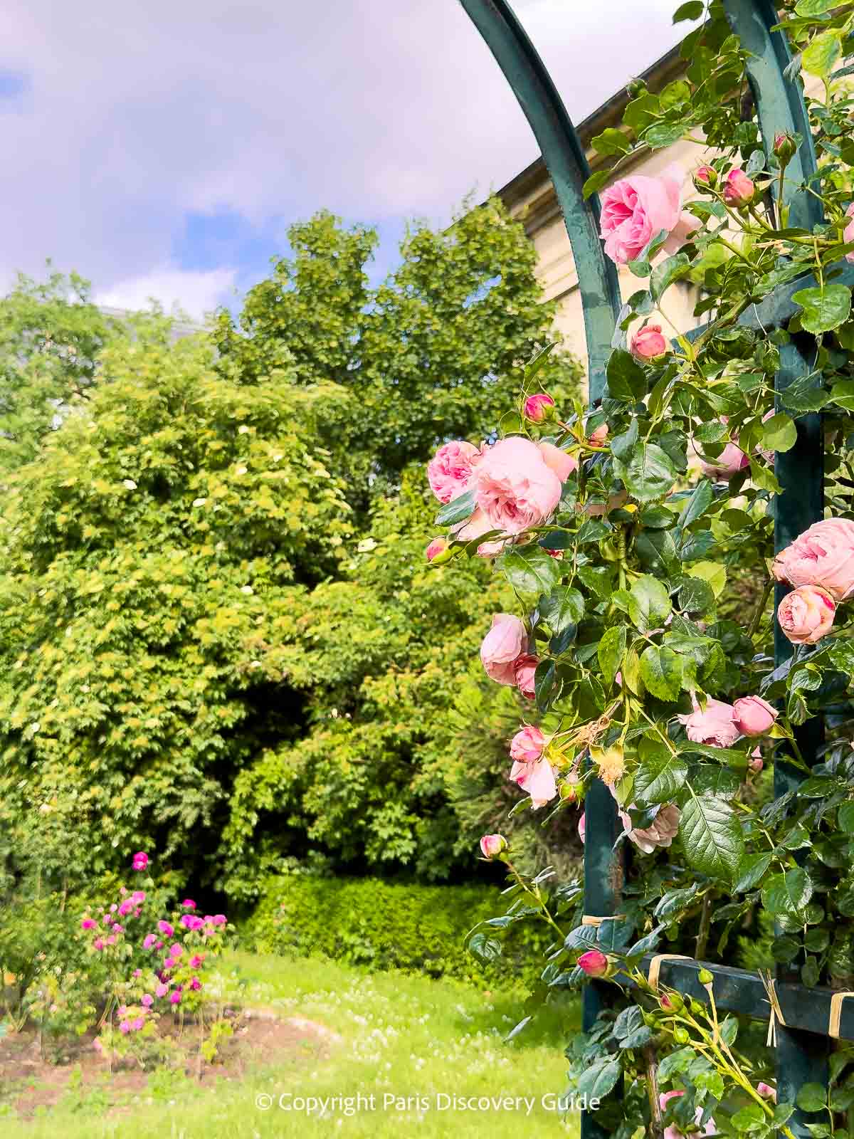 Pink roses climbing an arched trellis in the Jardin des Plantes' rosarie Pink roses climbing an arched trellis in the Jardin des Plantes' rosarie