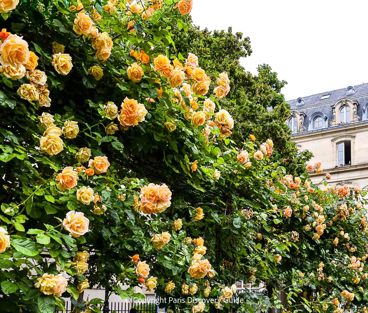 Pale orange roses in Square Saint-Gilles in July Pale orange roses in Square Saint-Gilles in July