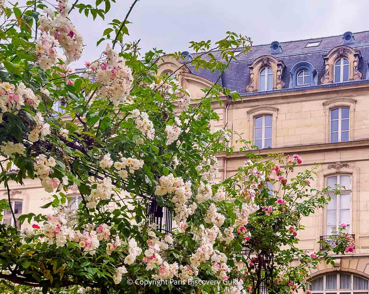 Pale pink climbing roses in Square Saint-Gilles in the Marais Pale pink climbing roses in Square Saint-Gilles in the Marais