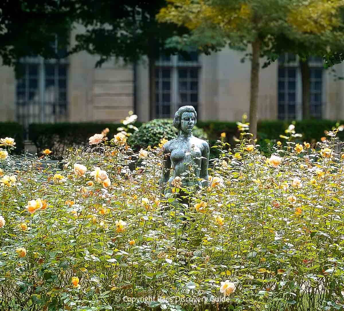 Apricot roses blooming in late June in Jardin du Anne Frank Apricot roses blooming in late June in Jardin du Anne Frank