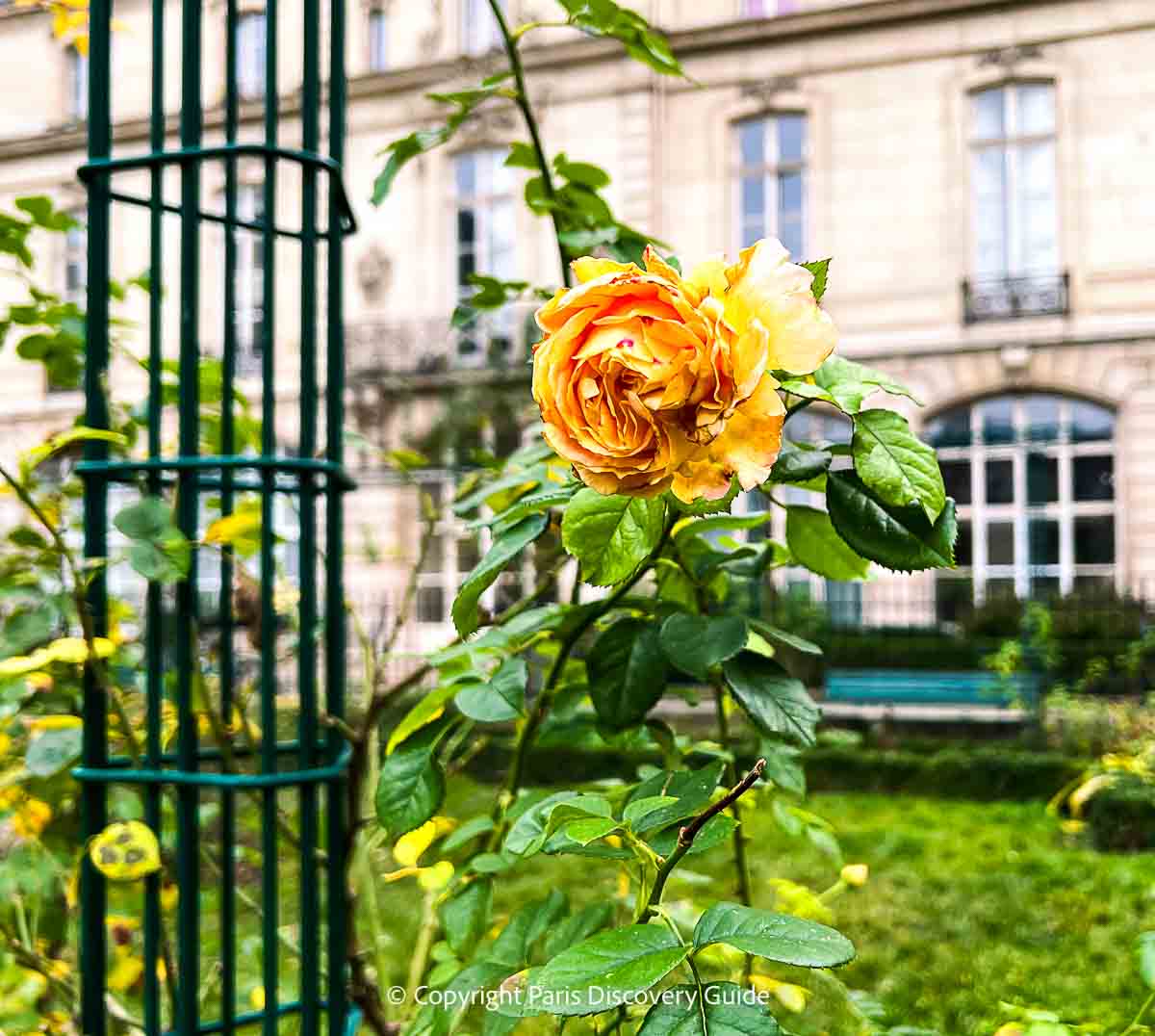 This beautiful deep yellow rose was one of the few still blooming in Square Saint-Gilles on a late December day This beautiful deep yellow rose was one of the few still blooming in Square Saint-Gilles on a late December day