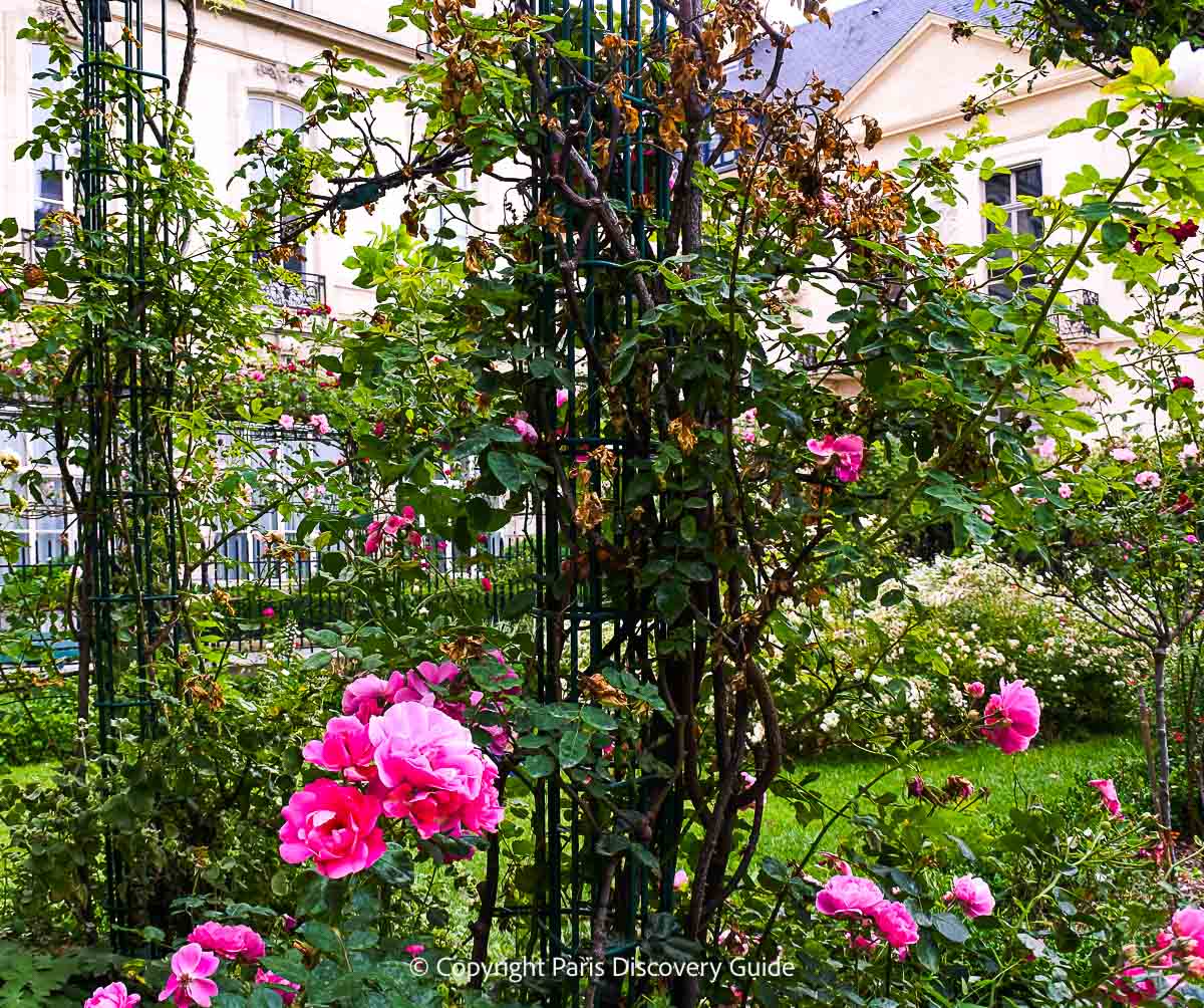 Pink roses in Square Saint-Gilles in June Pink roses in Square Saint-Gilles in June