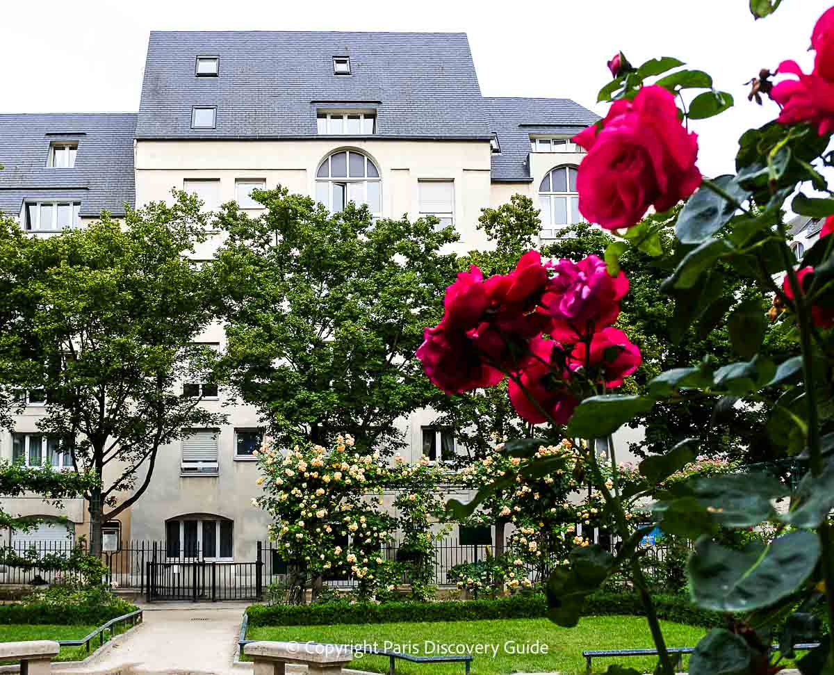 Pale pink climbing roses in Square Saint-Gilles in the Marais Pale pink climbing roses in Square Saint-Gilles in the Marais