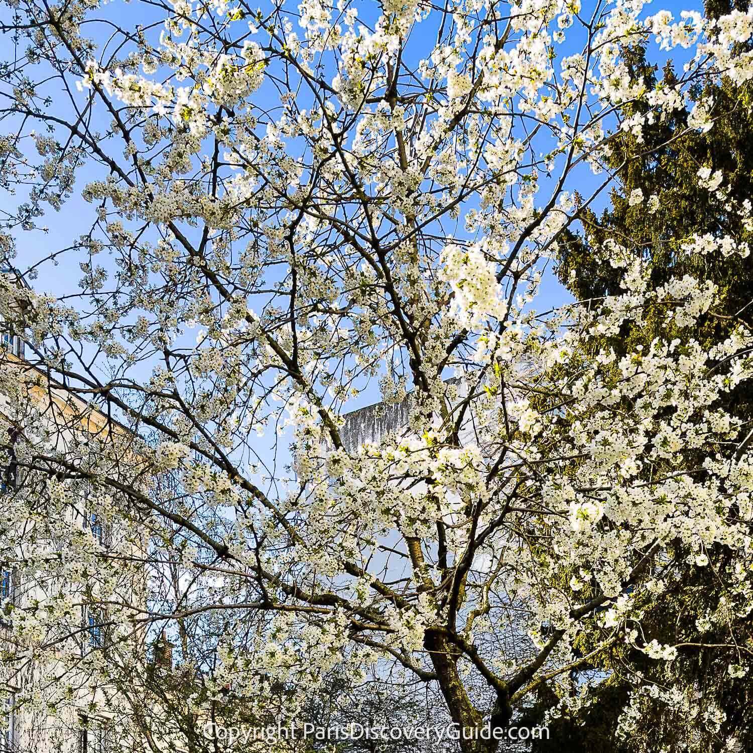 Pale pink cherry tree blooming in Square Marius Constant