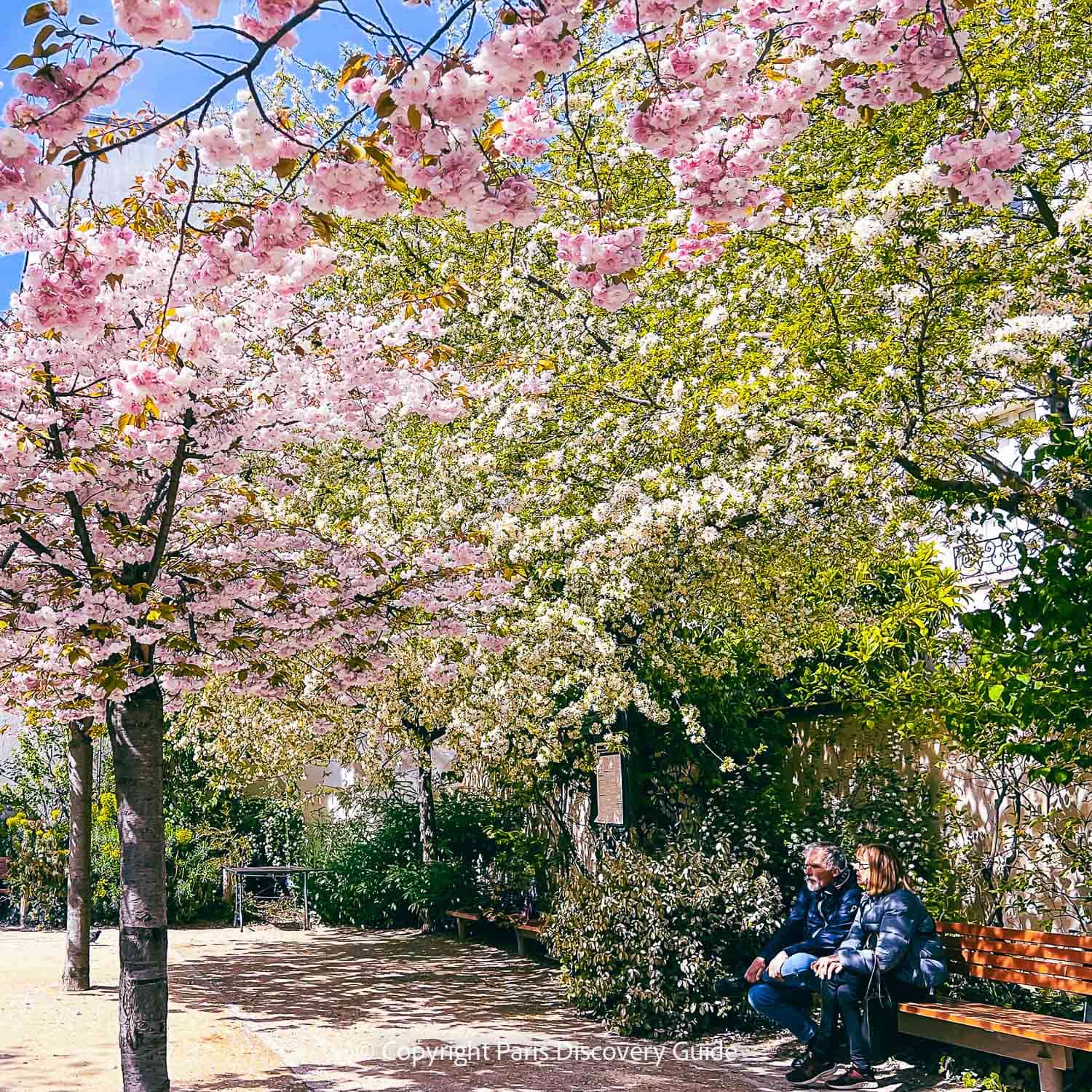 Another view of cherry blossoms in Jardin Anne Frank