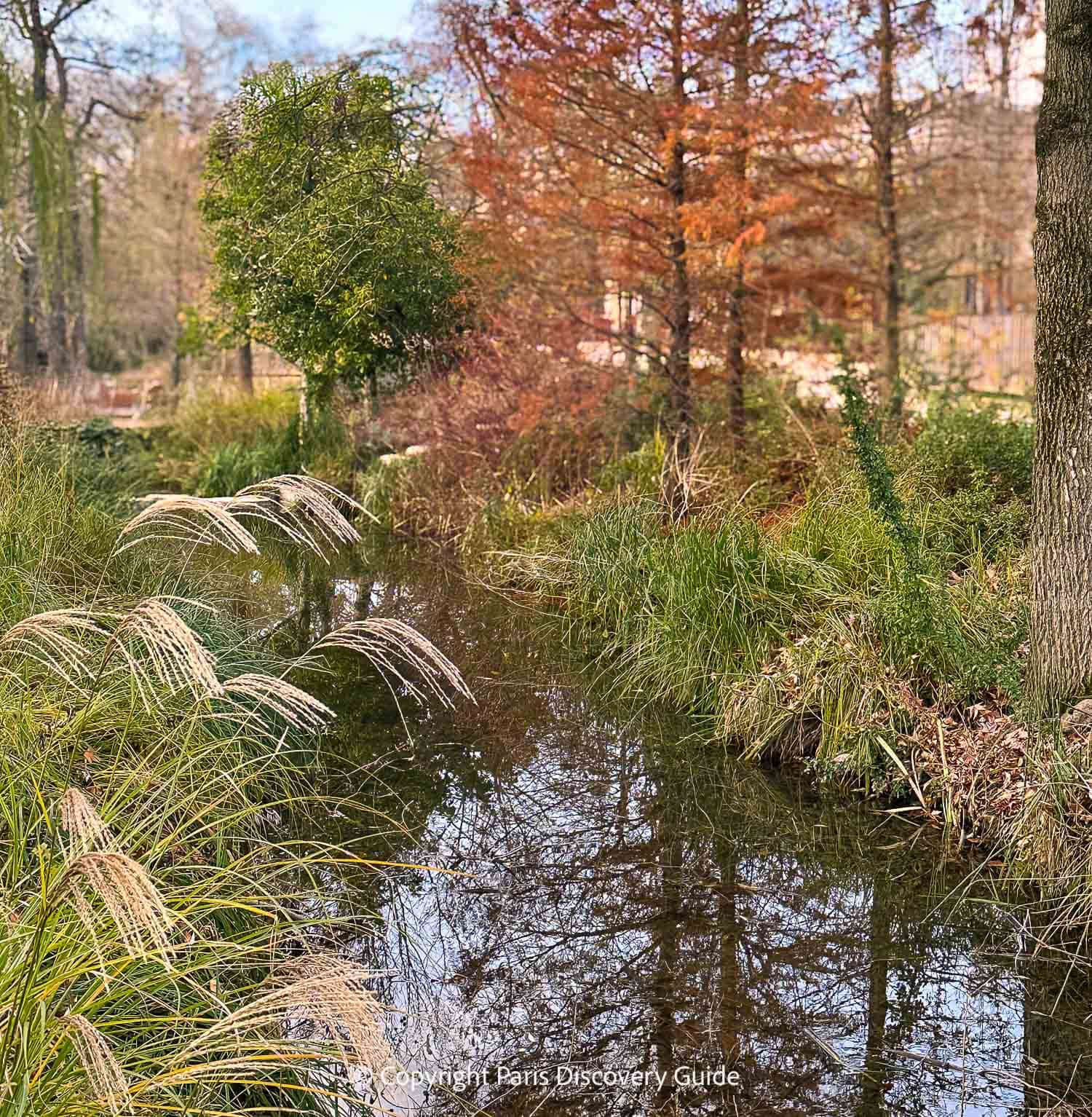 Fall foliage and ornamental grasses along the brook at Jardin d'Acclimation in late Novemer