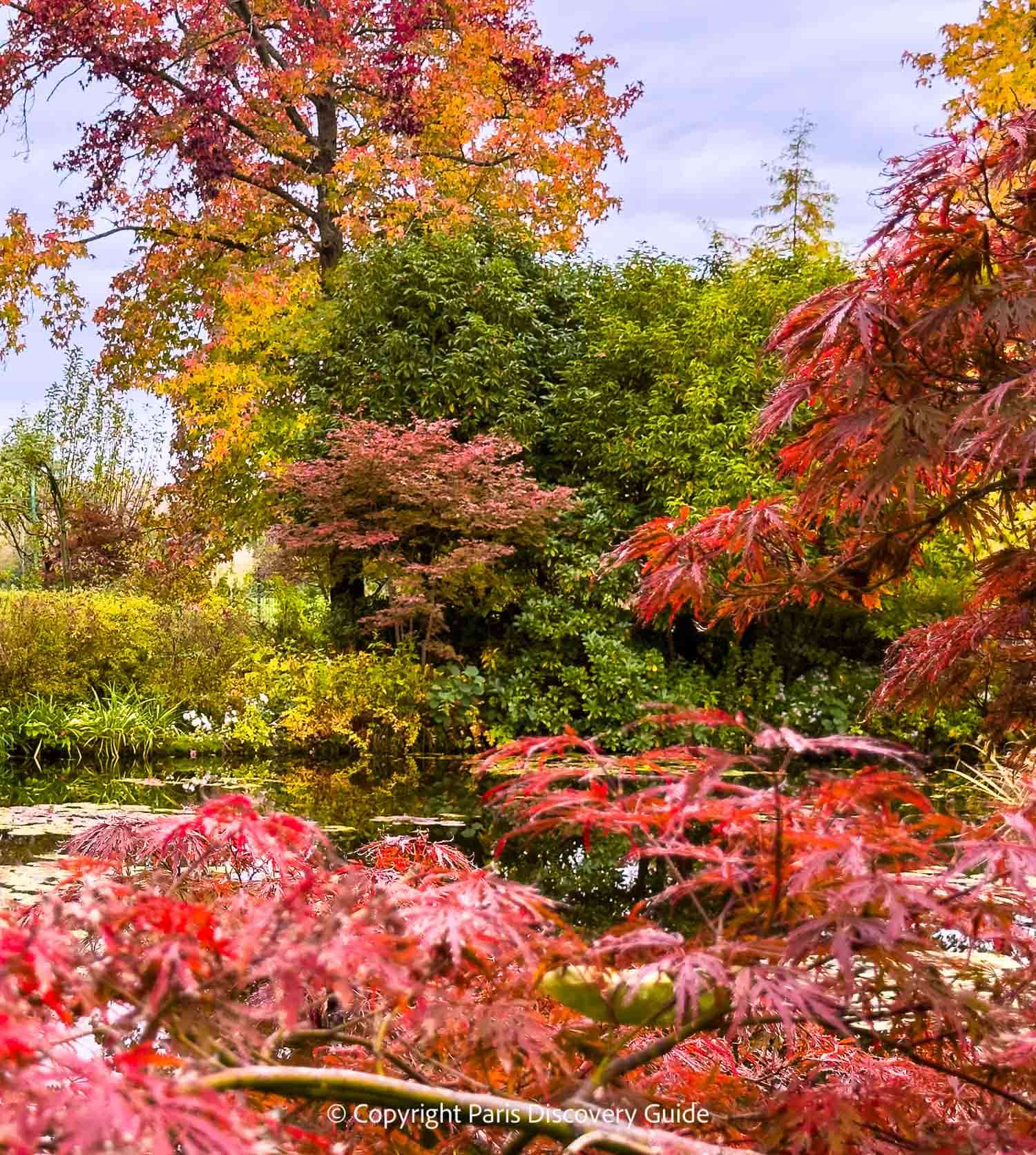 Japanese red maples at Giverny