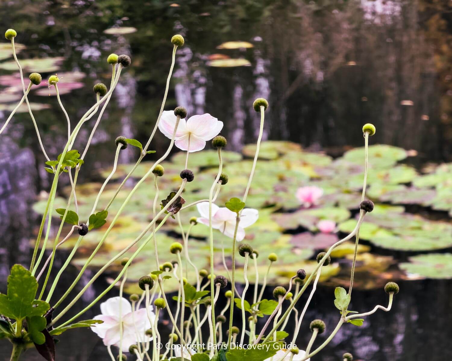 Water lilies blooming in August in Monet's pond at Giverny