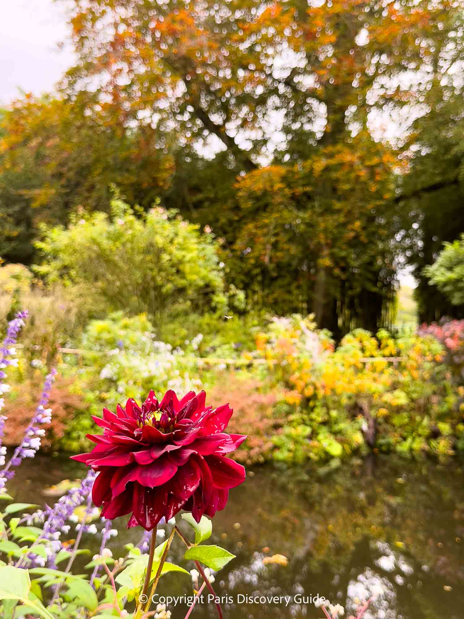 A slightly ragged-looking red dahlia next to Monet's pond