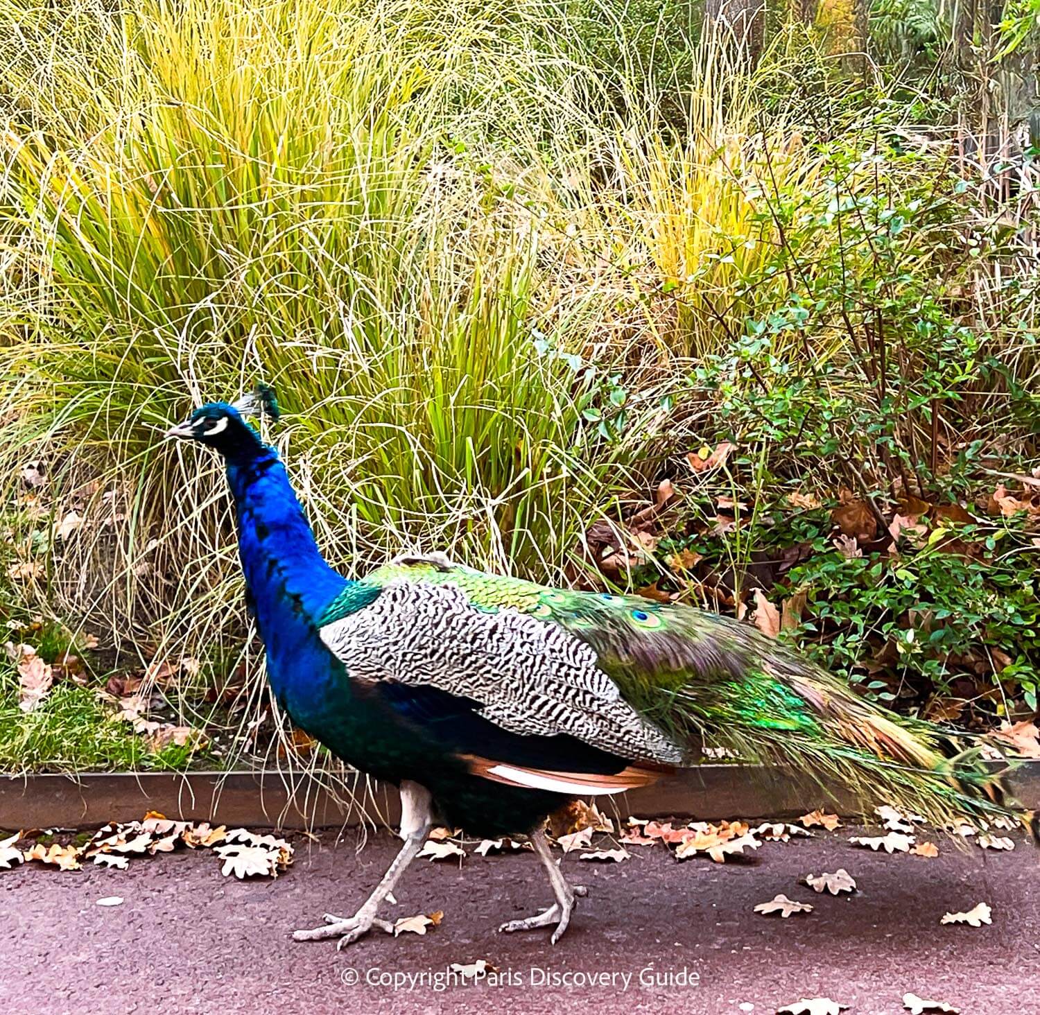 One of the many peacocks at Jardin d'Acclimatation