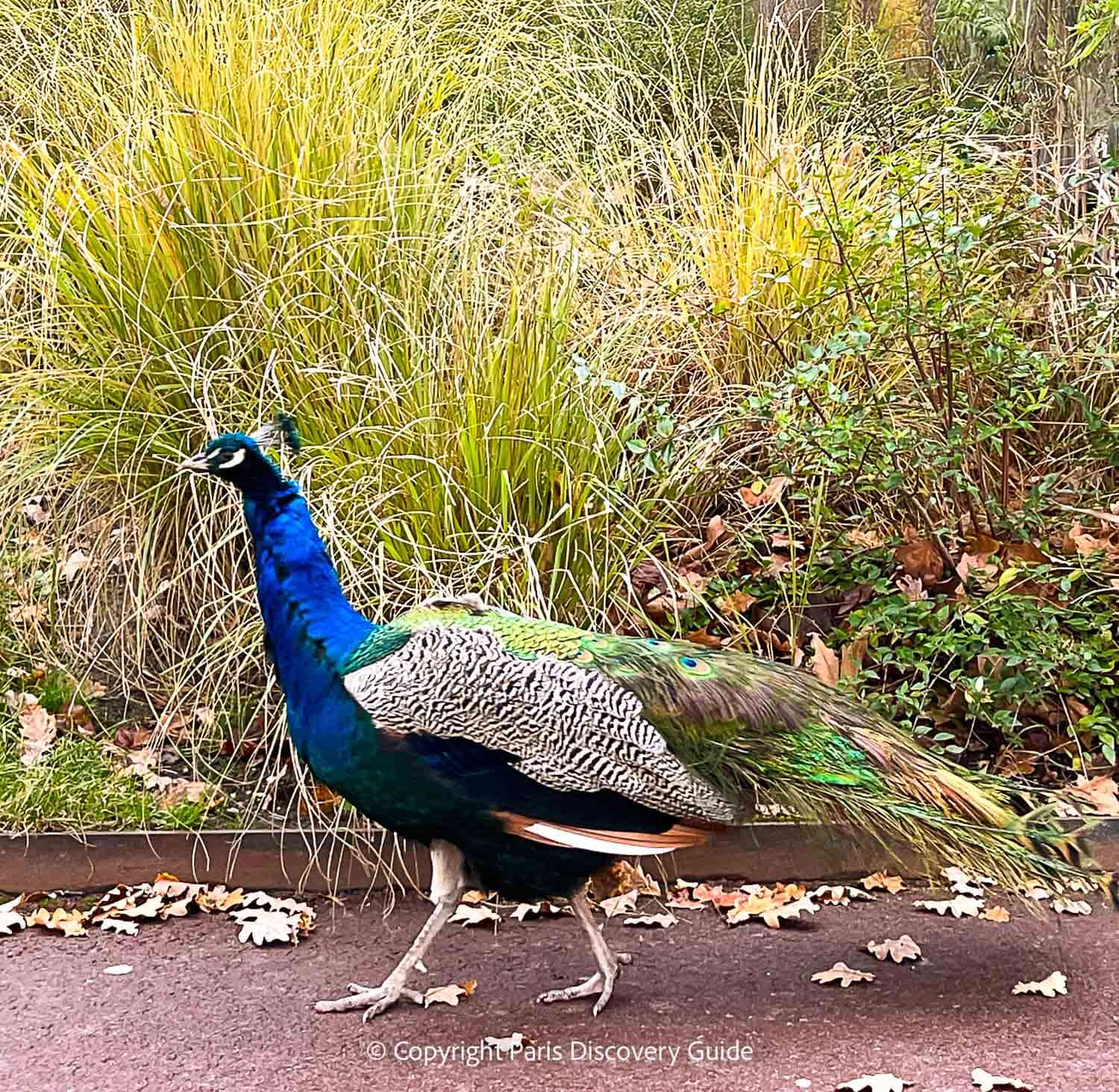 Fall foliage and ornamental grasses along the brook at Jardin d'Acclimation in late Novemer