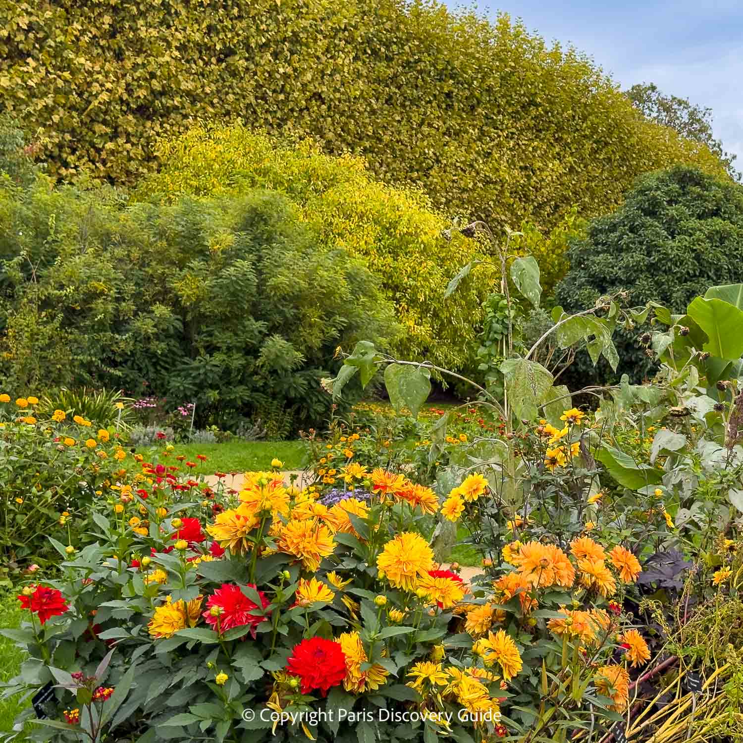 Yellow, orange, and crimson dahlias in Jardin des Plantes