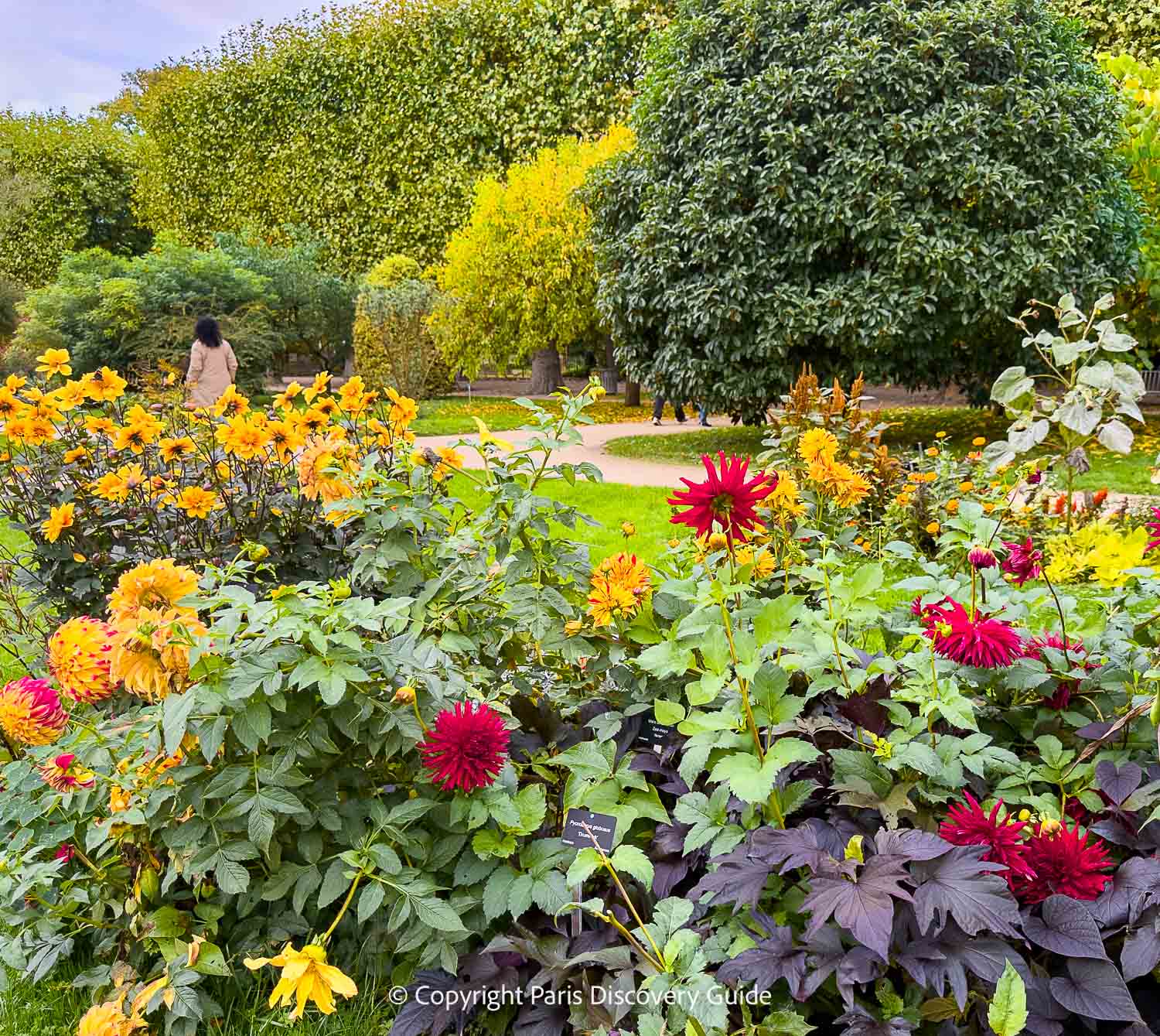 Dahlias blooming in the Jardin des Plantes