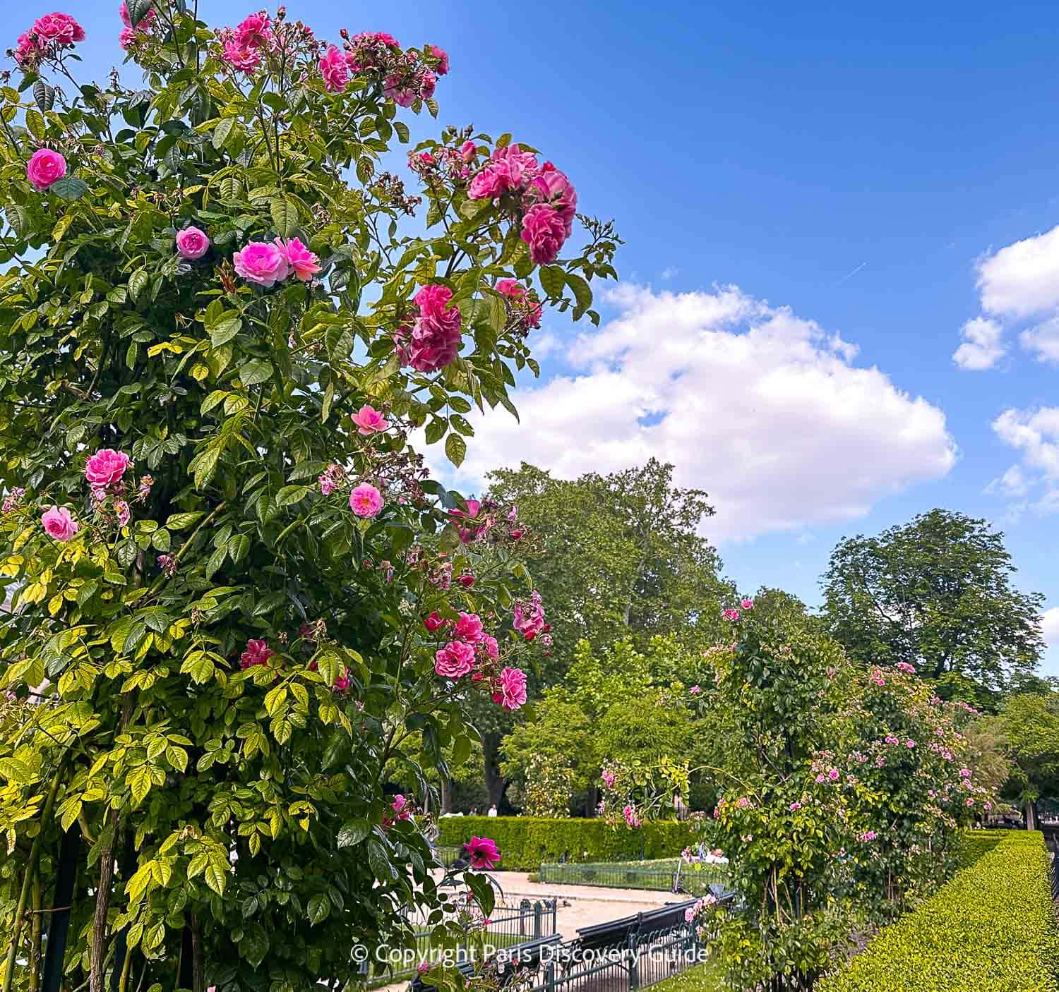 Pink climbing roses in Luxembourg Garden Pink climbing roses in Luxembourg Garden
