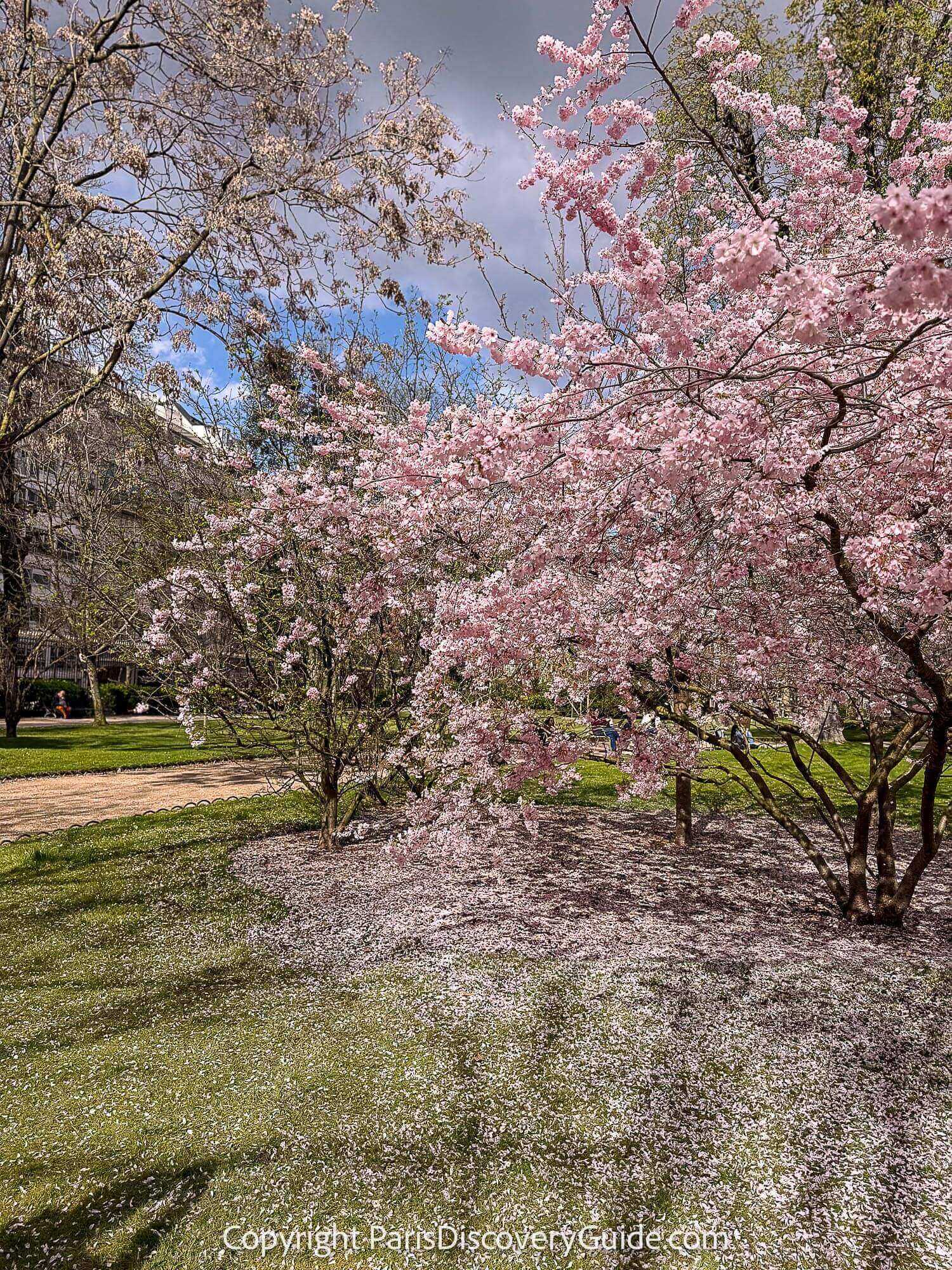 Pale pink cherry trees blooming in Luxembourg Garden in early March