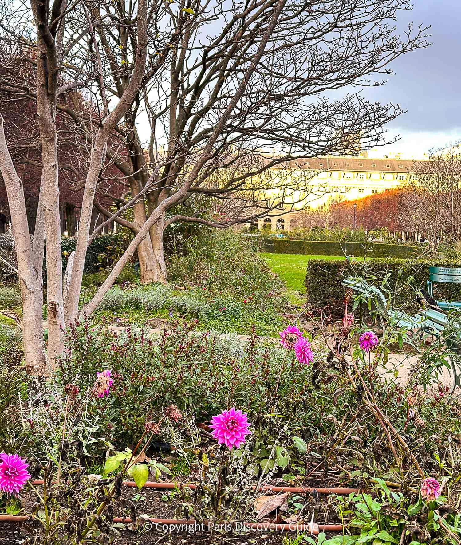 Pale pink roses in Jardin du Palais Royal