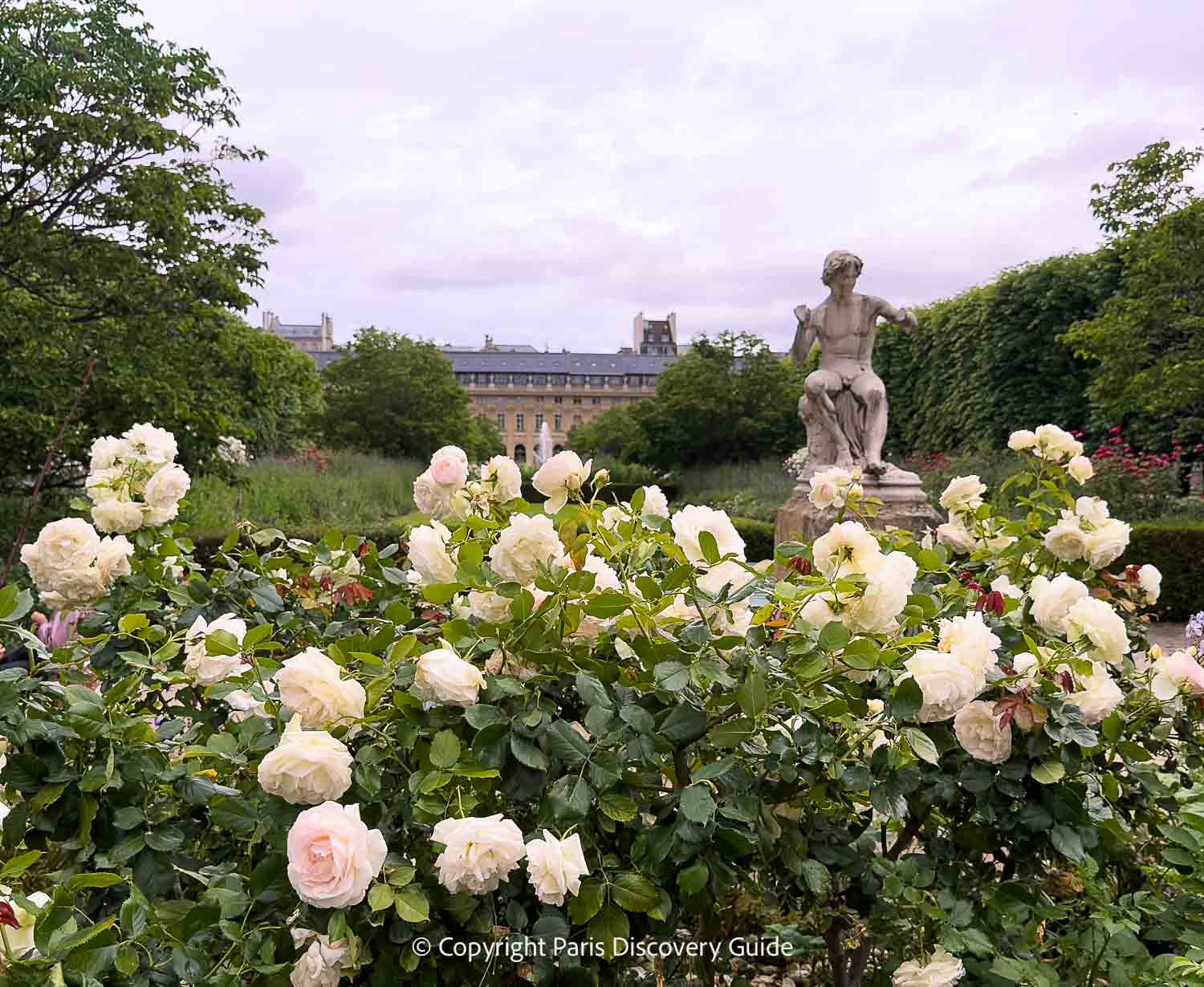 Roses blooming in the Palais Royal Garden in Paris 1