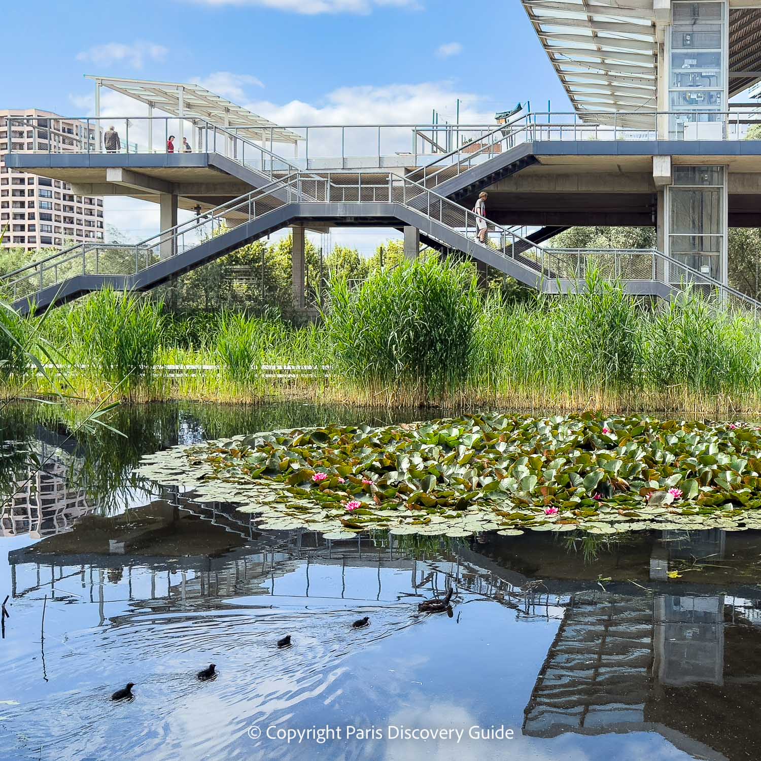 Ducks and water lilies in the pond at Parc Clichy Batignolles Martin Luther King