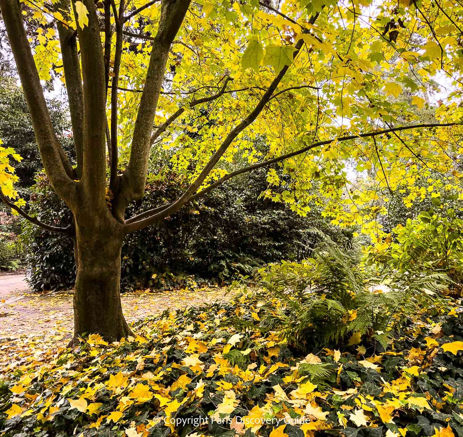 Fallen foliage and ferns in Paris's Parc Floral