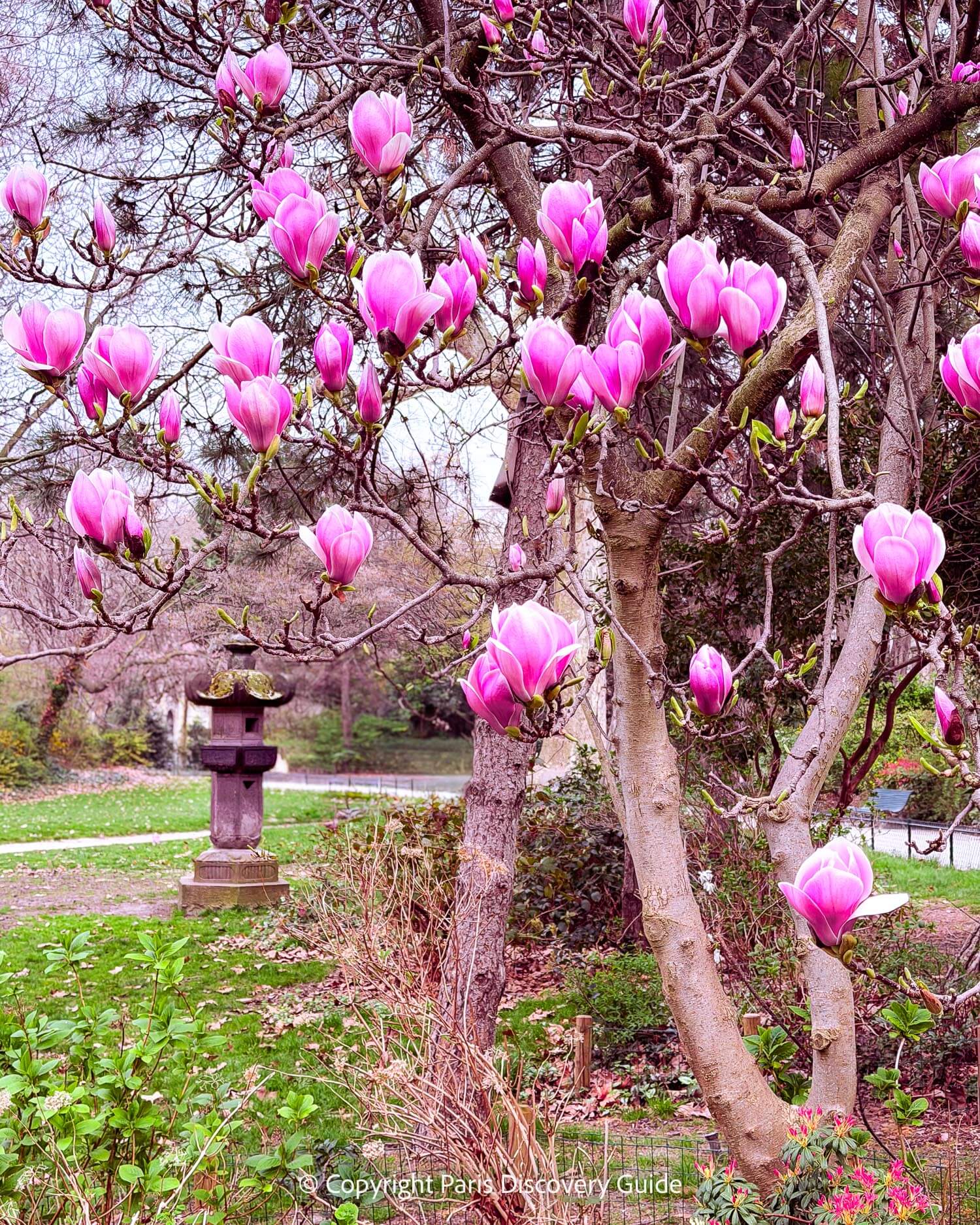 Magnolias blooming in Parc Monceau in March