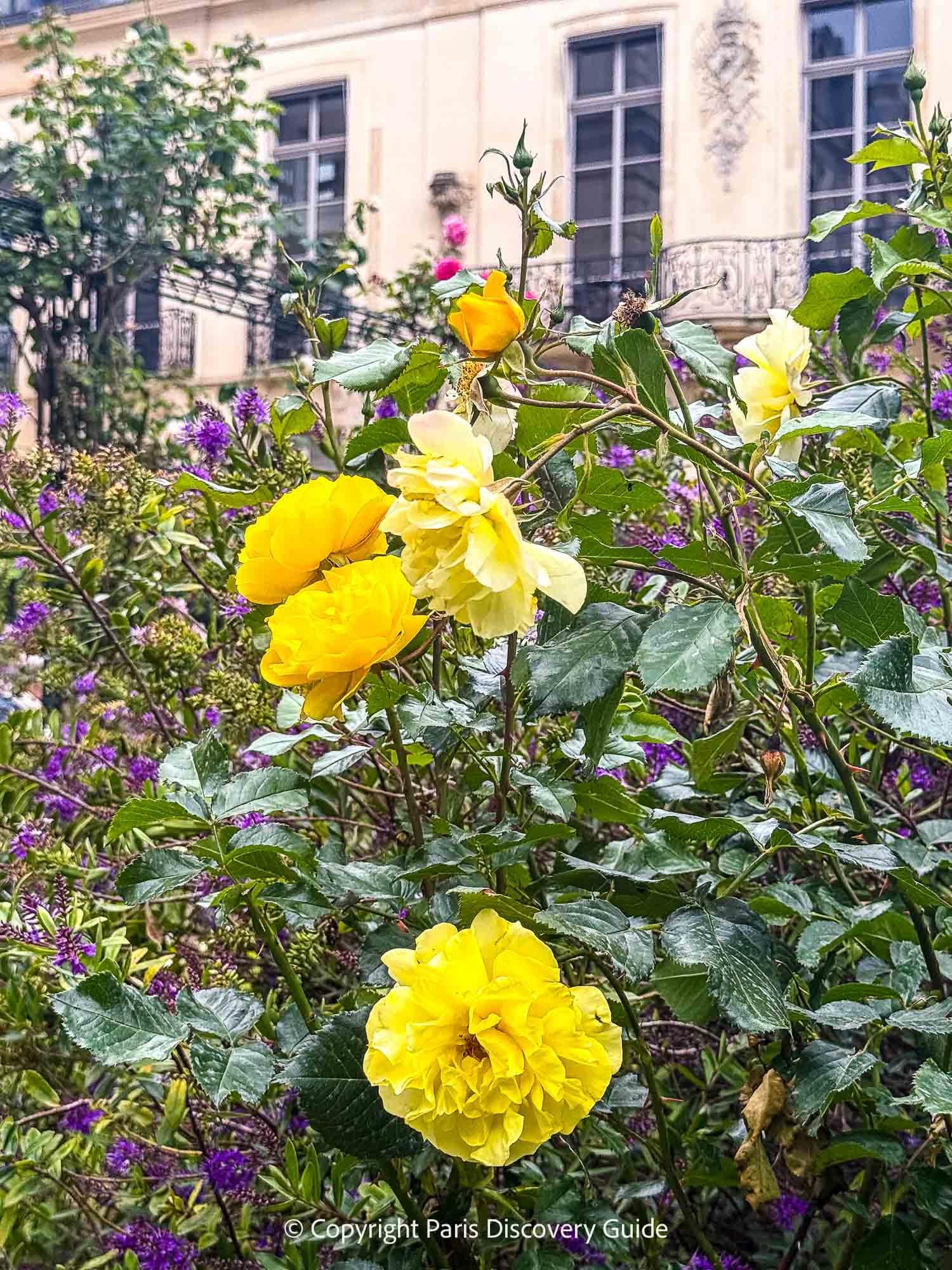 Yellow roses and purple flowers in Square Saint-Gilles in May