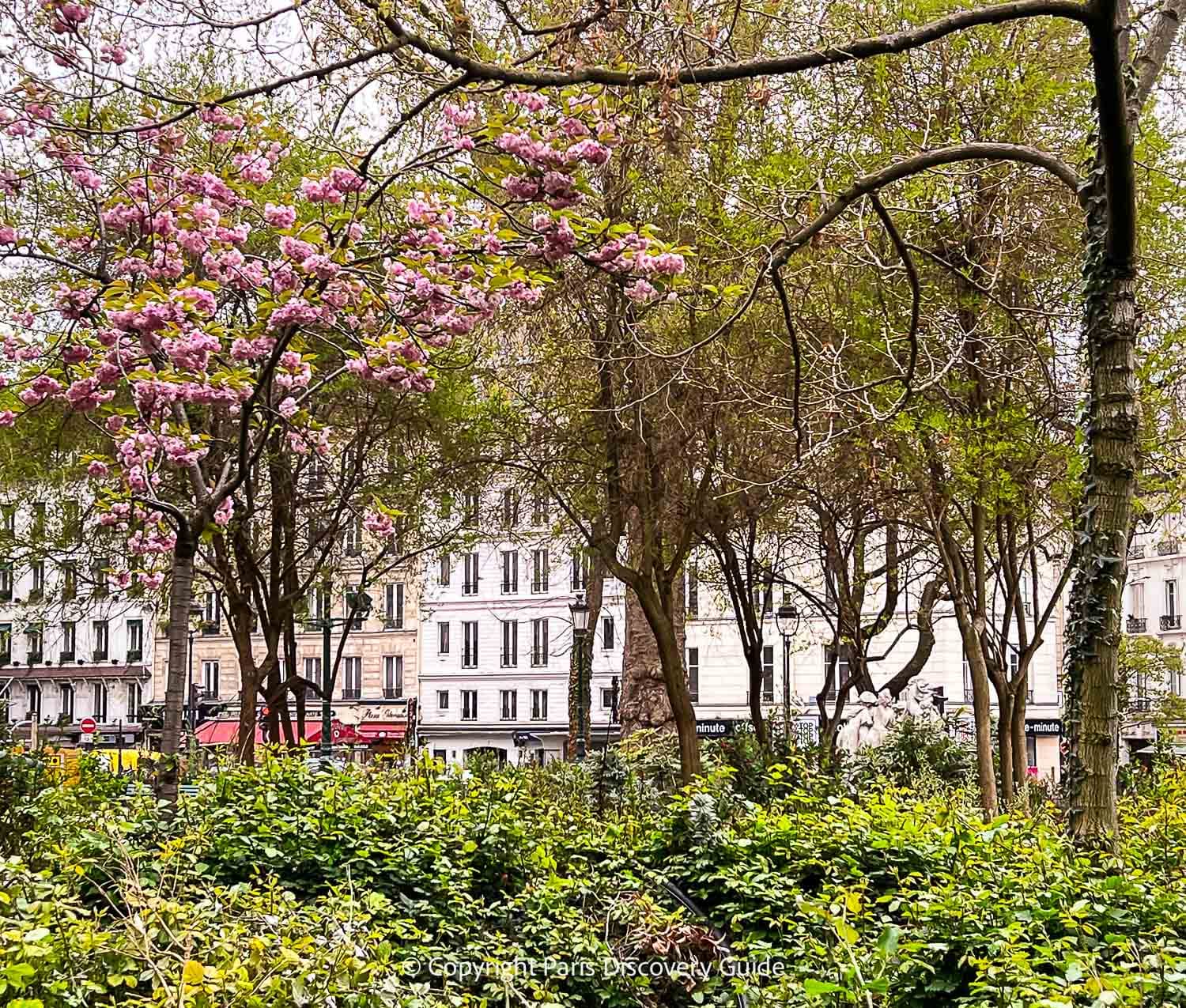 Cherry trees blooming in Square Montholon in April Cherry trees blooming in Square Montholon in April