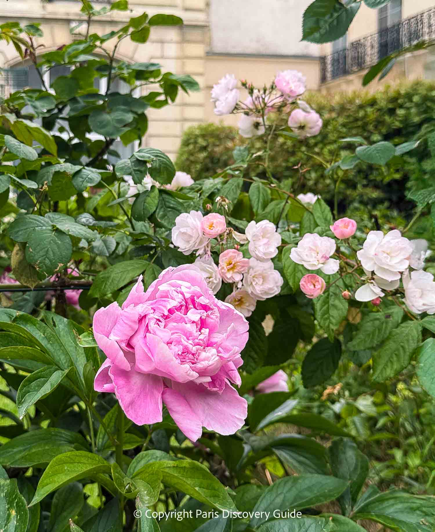Peony and roses in Square Saint-Gilles in April Peony and roses in Square Saint-Gilles in April