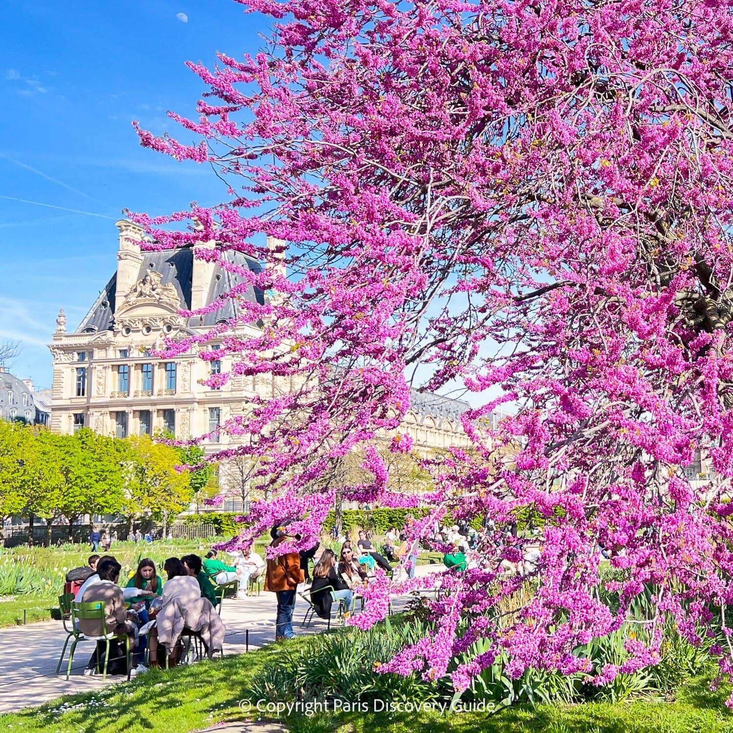 Huge cherry tree blooming in Tuileries Garden near the Louvre Museum