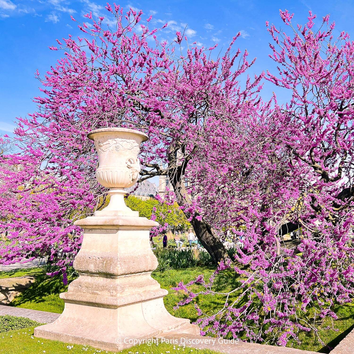 Cherry trees and daffodils blooming in Tuileries Garden