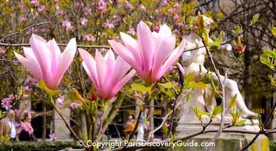 Magnolias blooming in Jardin du Palais Royal in early spring in Paris