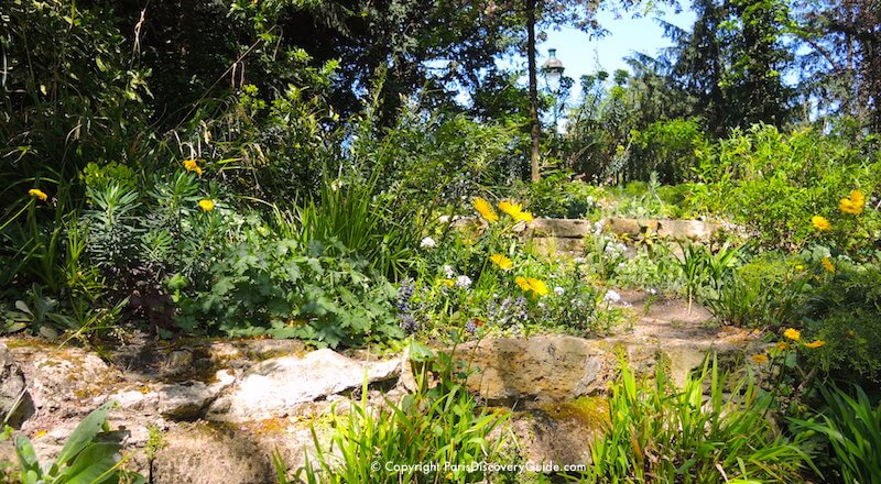 Flowering plants in the park next to Arènes de Lutèce 