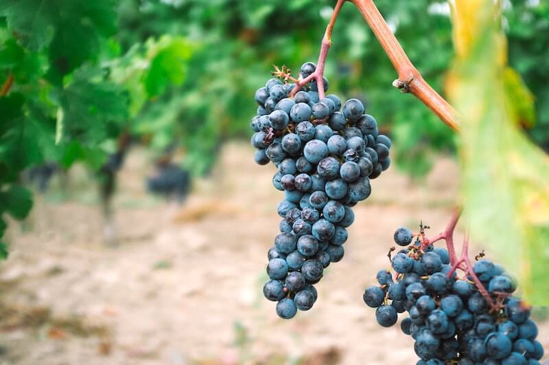 Grapes on the vine in Saint-Emilion near Bordeaux Grapes on the vine in Saint-Emilion near Bordeaux