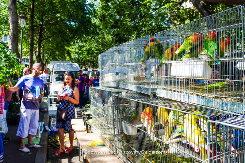 Marché des Fleurs becomes a bird market on Sunday mornings in Paris Marché des Fleurs becomes a bird market on Sunday mornings in Paris